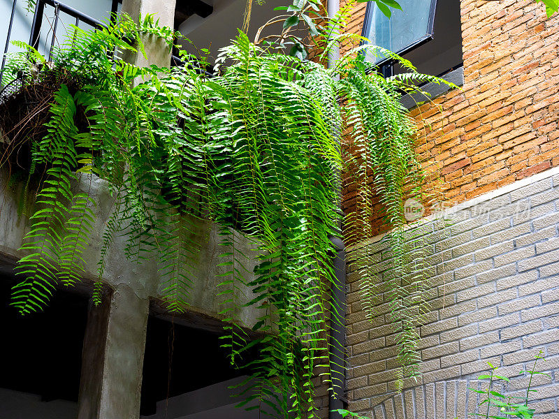 波士顿蕨类植物(Nephrolepis exaltata Boston oniensis)悬挂在混凝土墙建筑背景的楼上阳台上。美丽鲜绿的普通剑蕨叶，室外装饰。